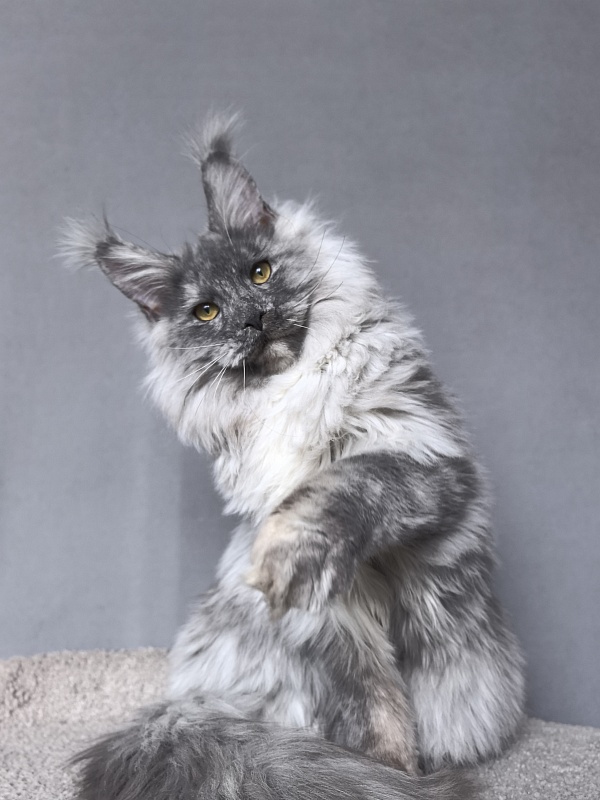 Rio Sun  Akbars - Kitten maine-coon 6 months 3.5 weeks