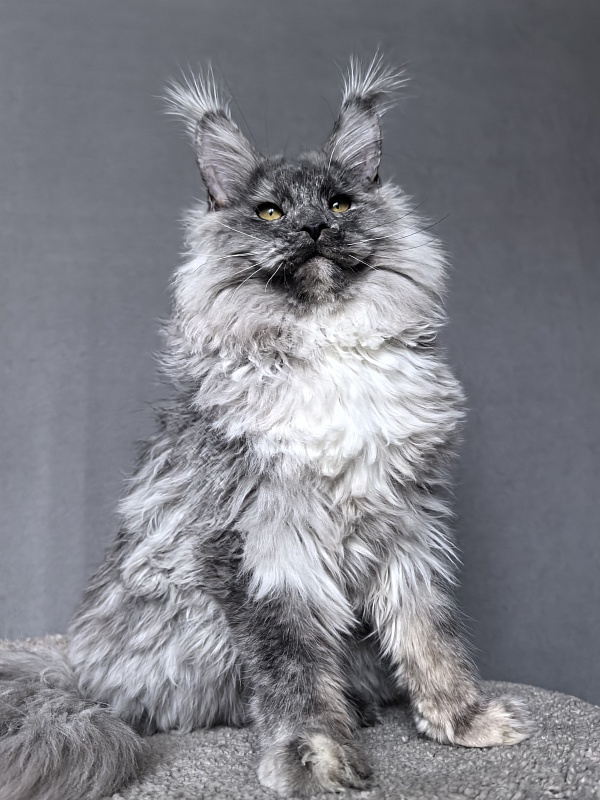 Rio Sun  Akbars - Kitten maine-coon 6 months 3.5 weeks