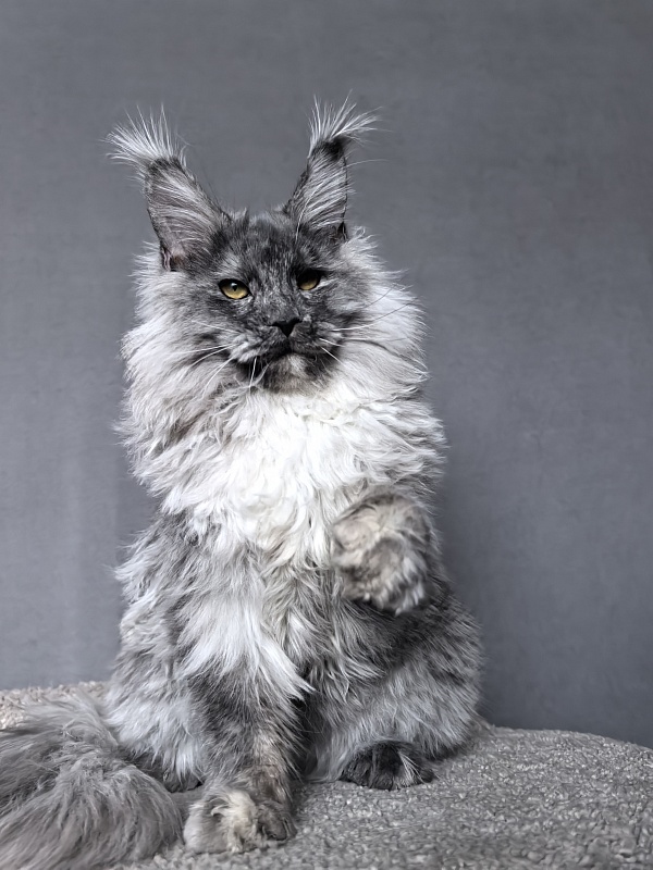 Rio Sun  Akbars - Kitten maine-coon 6 months 3.5 weeks