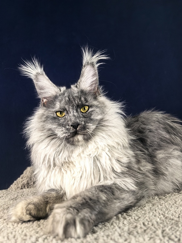 Rio Sun  Akbars - Junior maine-coon 7 months 3 weeks