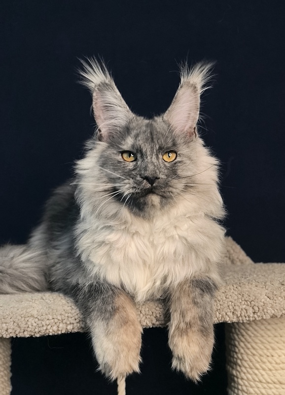 Rio Sun  Akbars - Kitten maine-coon 5 months 2 weeks