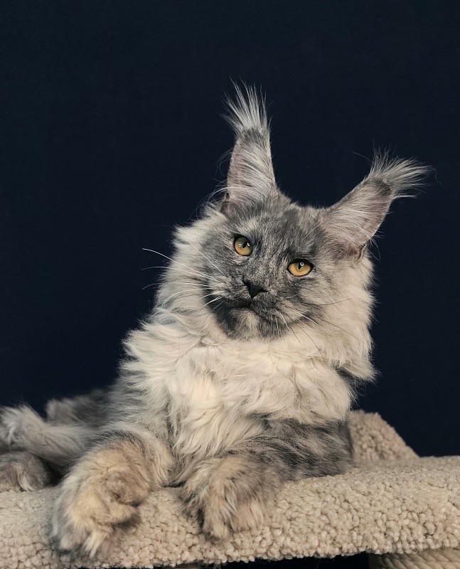 Rio Sun  Akbars - Kitten maine-coon 5 months 2 weeks