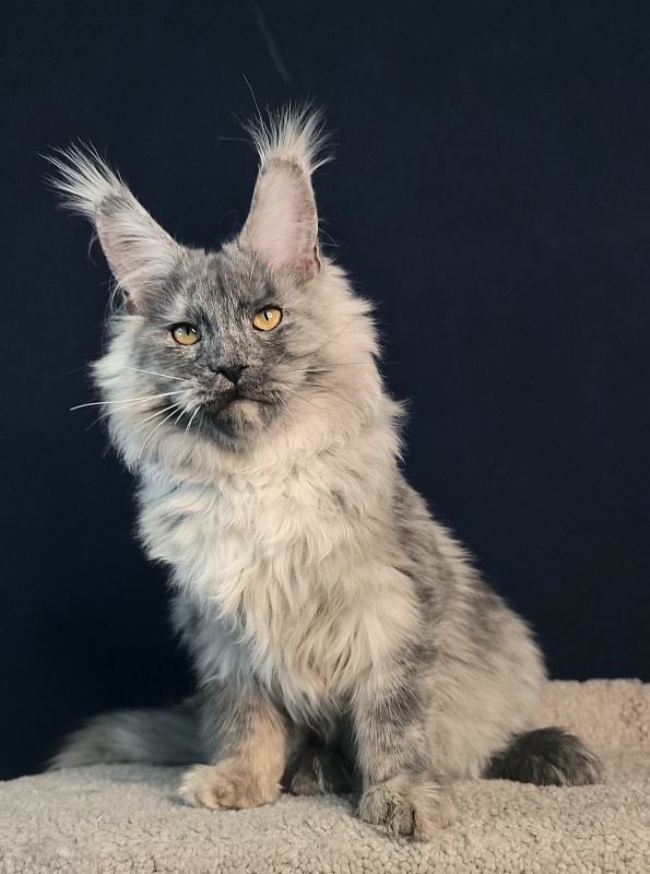 Rio Sun  Akbars - Kitten maine-coon 5 months 2 weeks