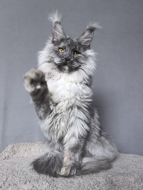 Rio Sun  Akbars - Kitten maine-coon 6 months 3.5 weeks