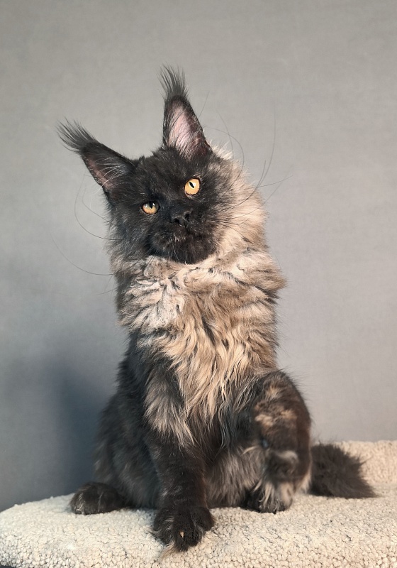 Rapira  Akbars - Kitten maine-coon 5 months 2 weeks