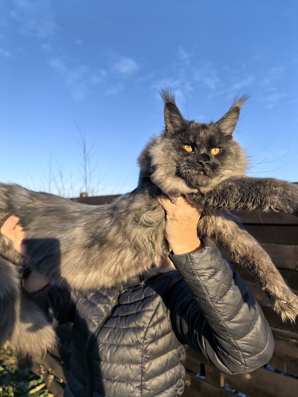 Rapira  Akbars - Kitten maine-coon 5 months 4 weeks