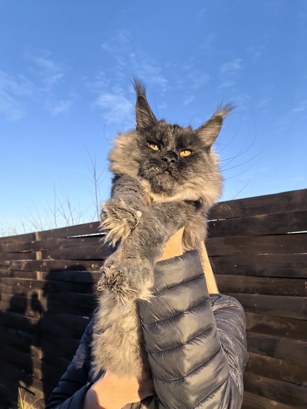 Rapira  Akbars - Kitten maine-coon 5 months 4 weeks