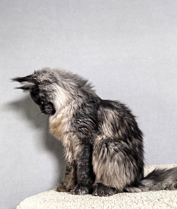 Rapira  Akbars - Junior maine-coon 7 months