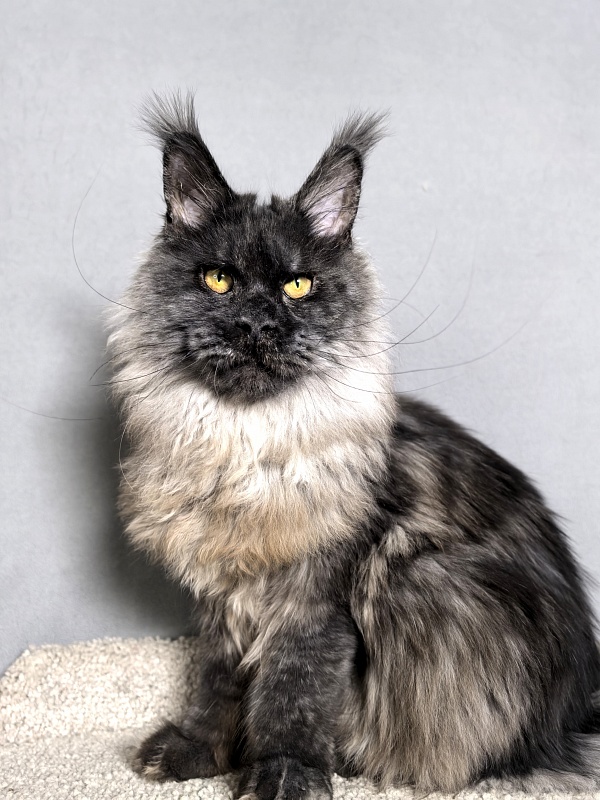 Rapira  Akbars - Junior maine-coon 7 months