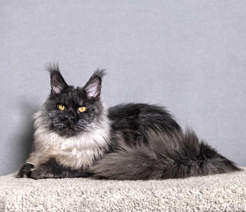 Rapira  Akbars - Junior maine-coon 7 months