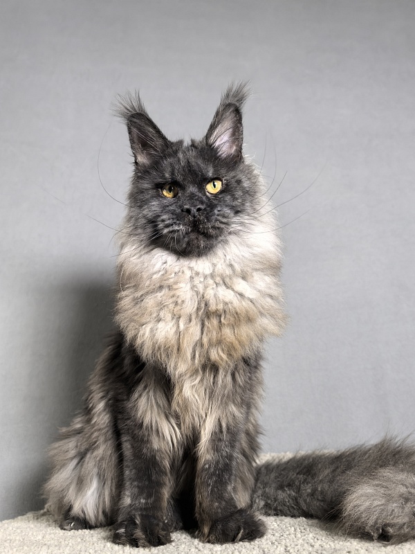 Rapira  Akbars - Junior maine-coon 7 months