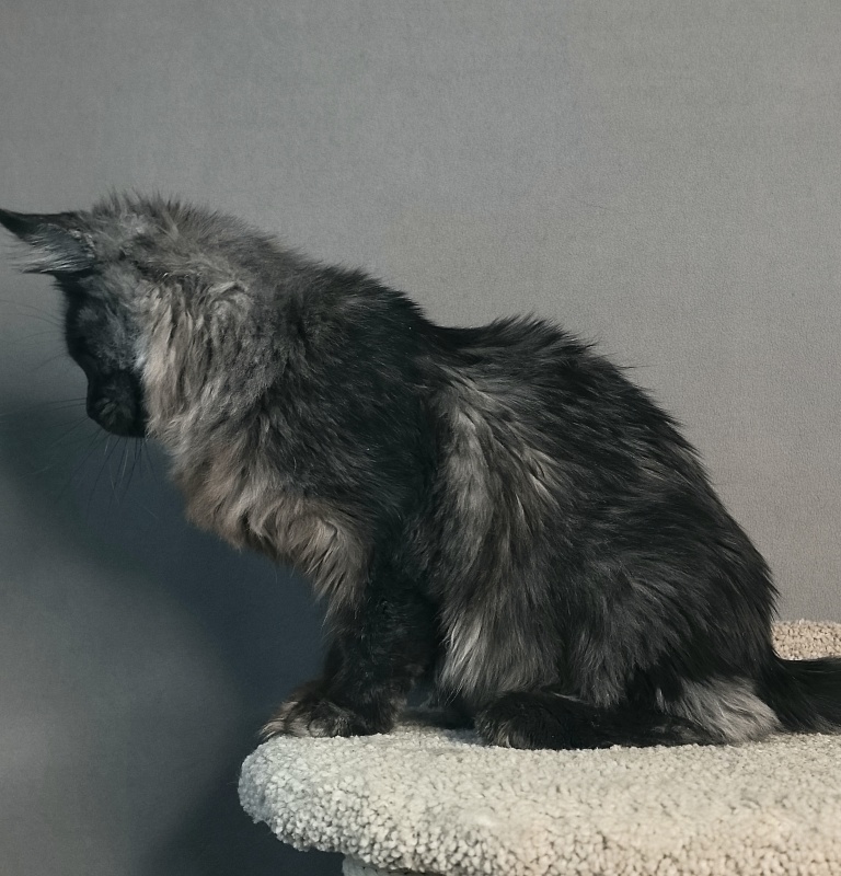 Rapira  Akbars - Kitten maine-coon 5 months 2 weeks