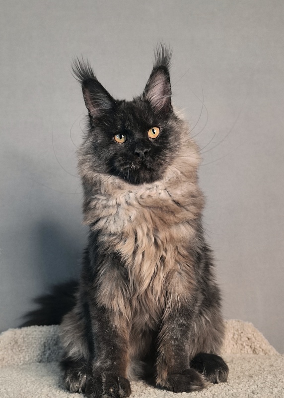 Rapira  Akbars - Kitten maine-coon 5 months 2 weeks