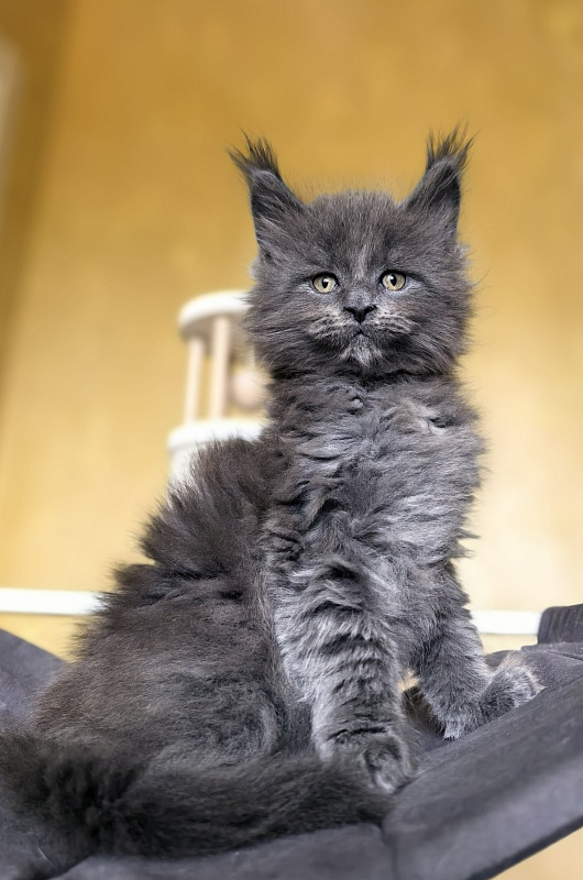 Serezhenka Akbars - Kitten maine-coon 1 month 2.5 weeks