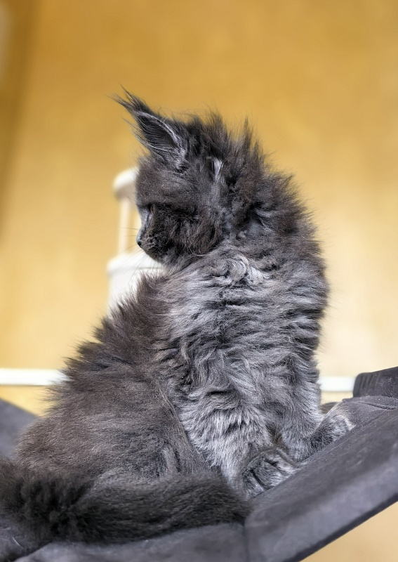Serezhenka Akbars - Kitten maine-coon 1 month 2.5 weeks