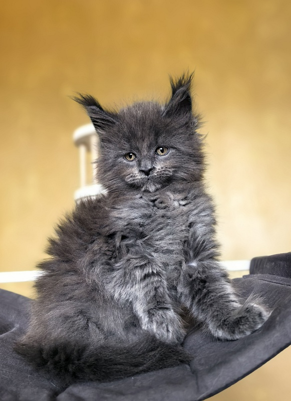 Serezhenka Akbars - Kitten maine-coon 1 month 2.5 weeks