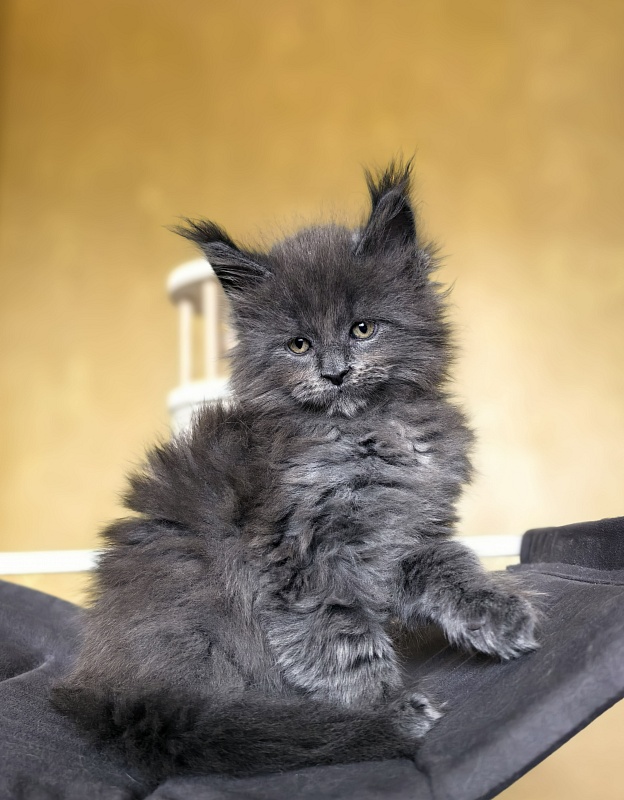 Serezhenka Akbars - Kitten maine-coon 1 month 2.5 weeks