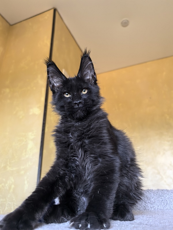 Kriss King Akbars - Kitten maine-coon 3 months