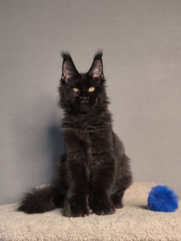 Kriss King Akbars - Kitten maine-coon 3 months 4 weeks