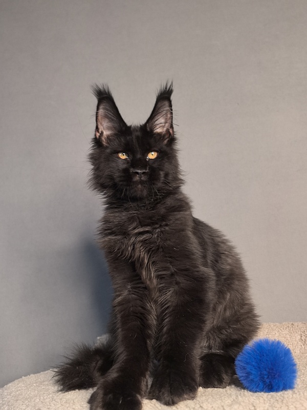 Kriss King Akbars - Kitten maine-coon 3 months 4 weeks