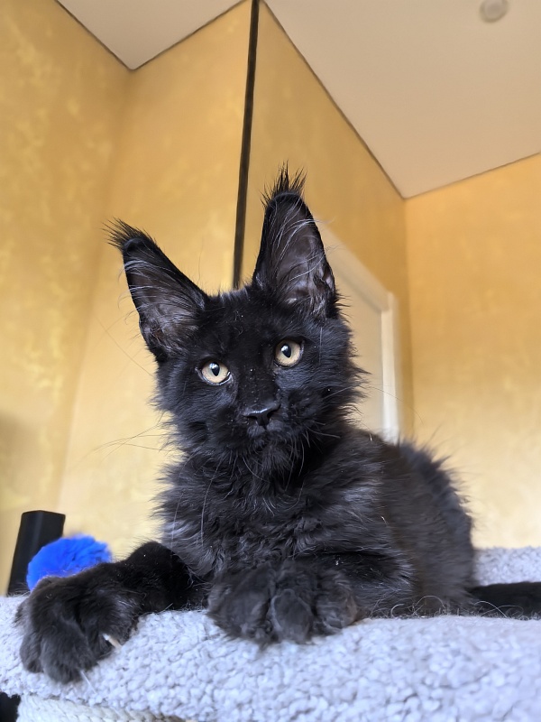 Kriss King Akbars - Kitten maine-coon 3 months