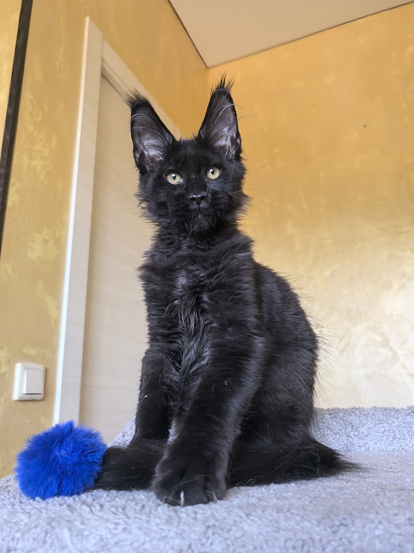 Kriss King Akbars - Kitten maine-coon 3 months