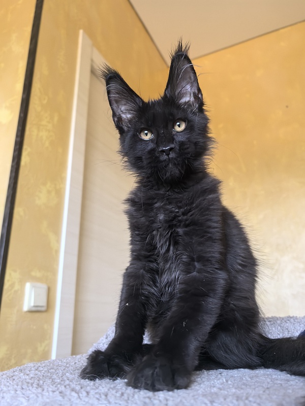 Kriss King Akbars - Kitten maine-coon 3 months