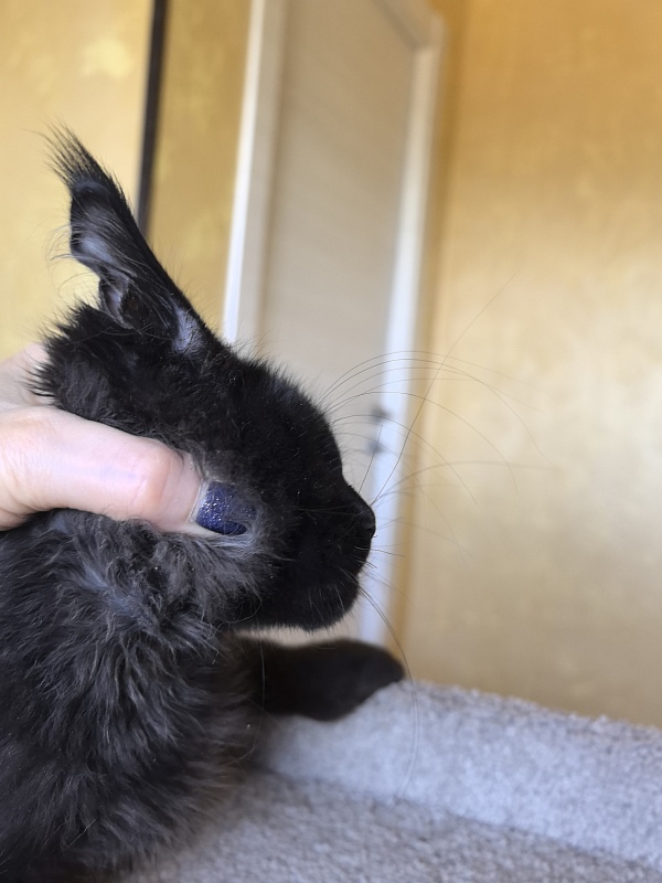 Kriss King Akbars - Kitten maine-coon 3 months