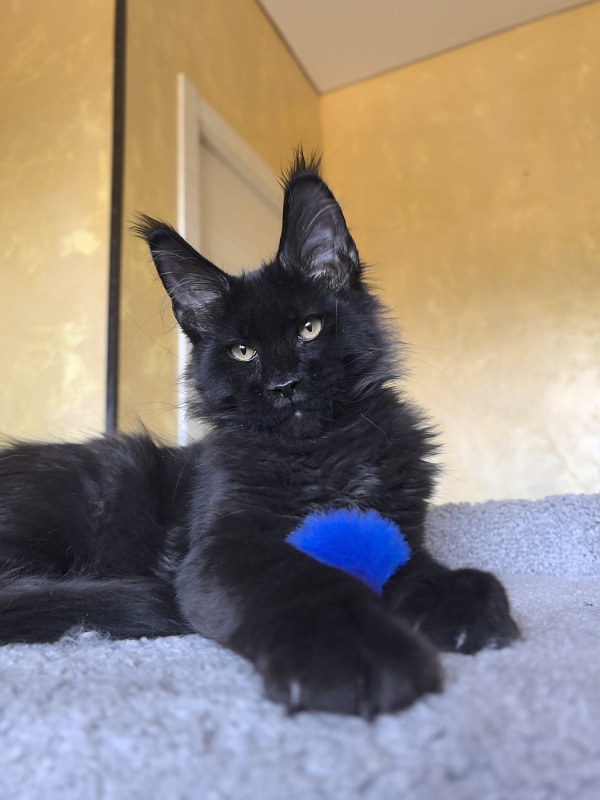 Kriss King Akbars - Kitten maine-coon 3 months