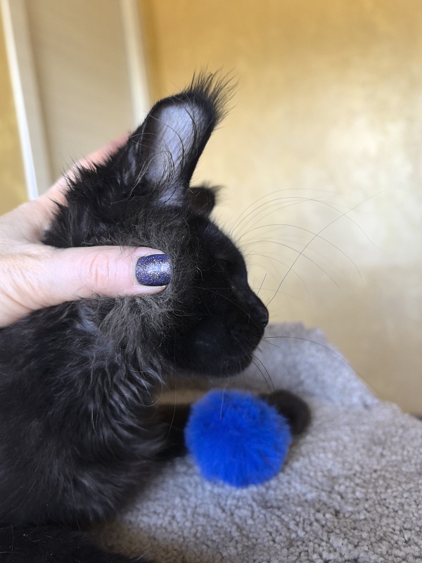 Kriss King Akbars - Kitten maine-coon 3 months