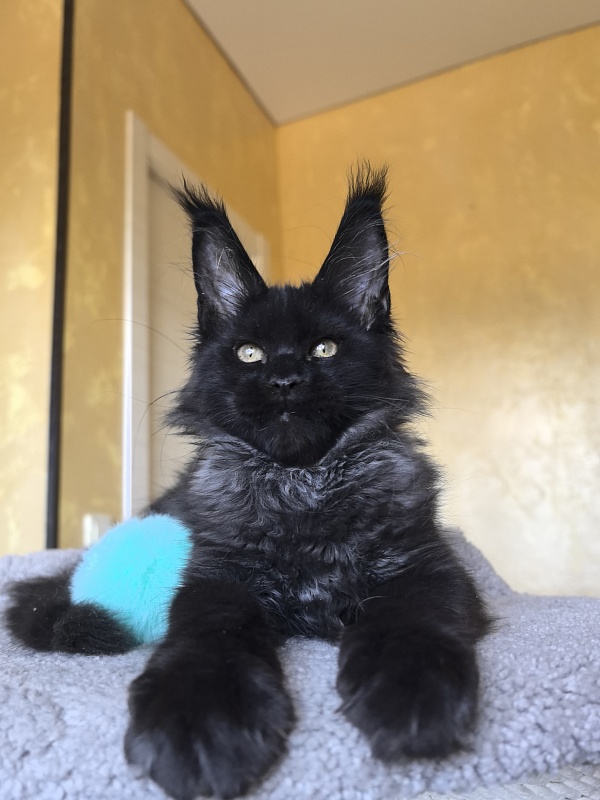 Kriss Me Akbars - Kitten maine-coon 3 months