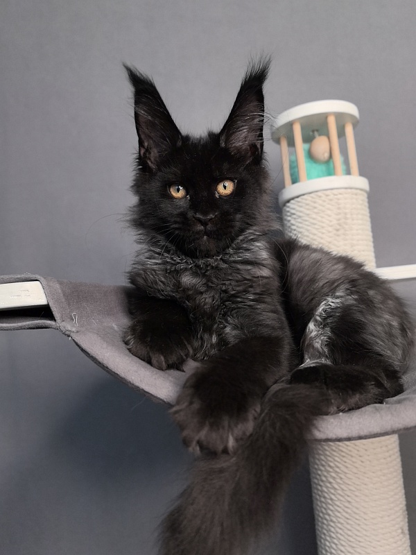 Kriss Me Akbars - Kitten maine-coon 3 months 0.5 weeks