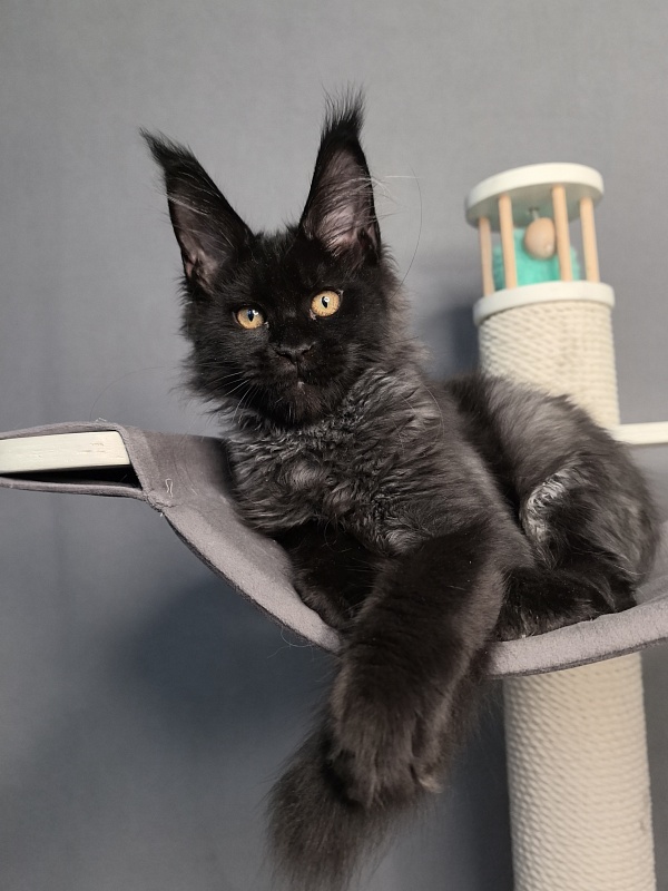 Kriss Me Akbars - Kitten maine-coon 3 months 0.5 weeks