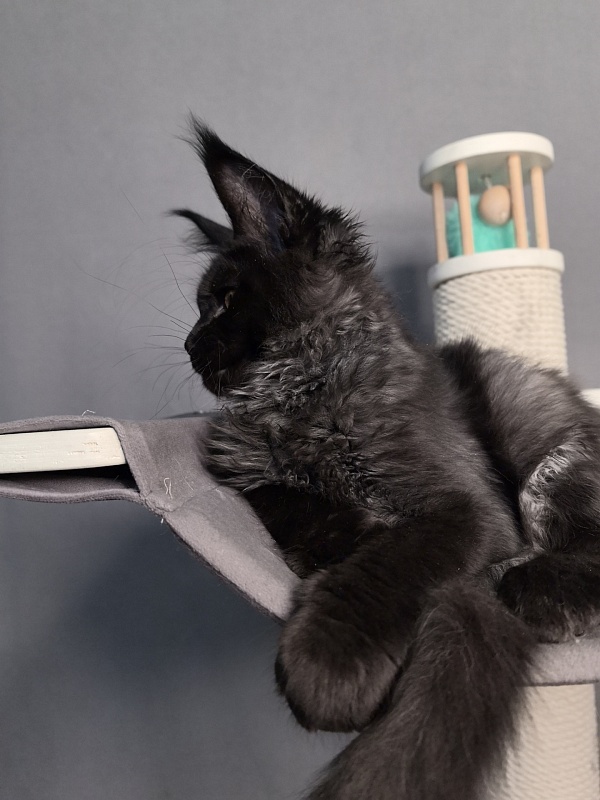 Kriss Me Akbars - Kitten maine-coon 3 months 0.5 weeks