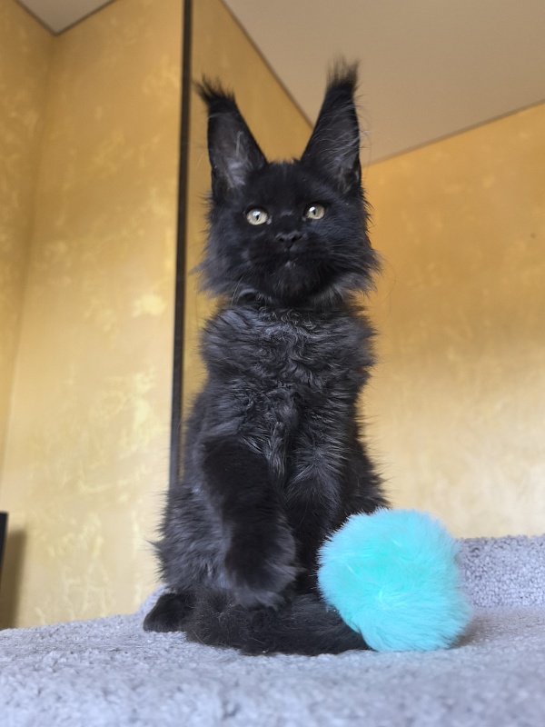 Kriss Me Akbars - Kitten maine-coon 3 months