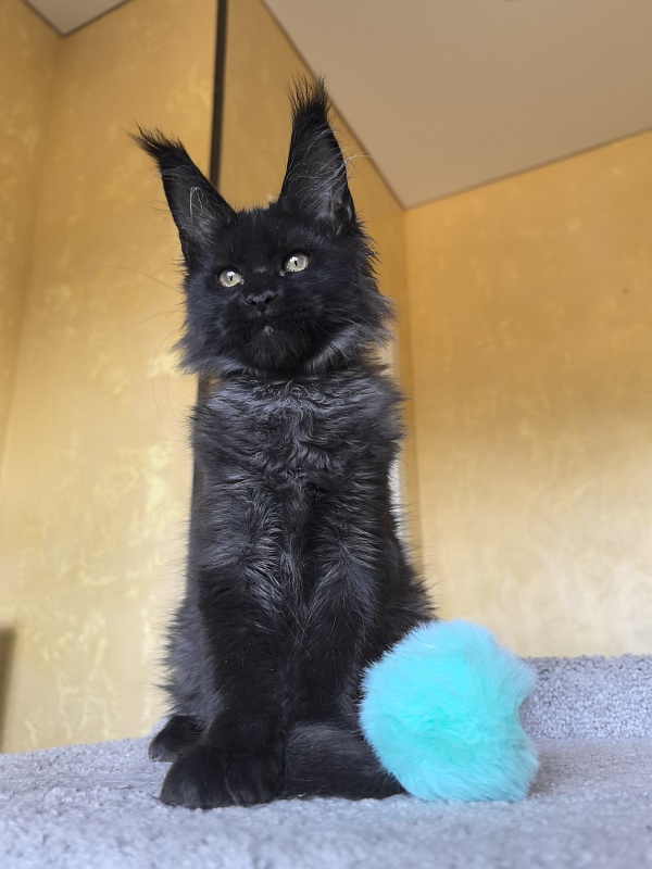 Kriss Me Akbars - Kitten maine-coon 3 months