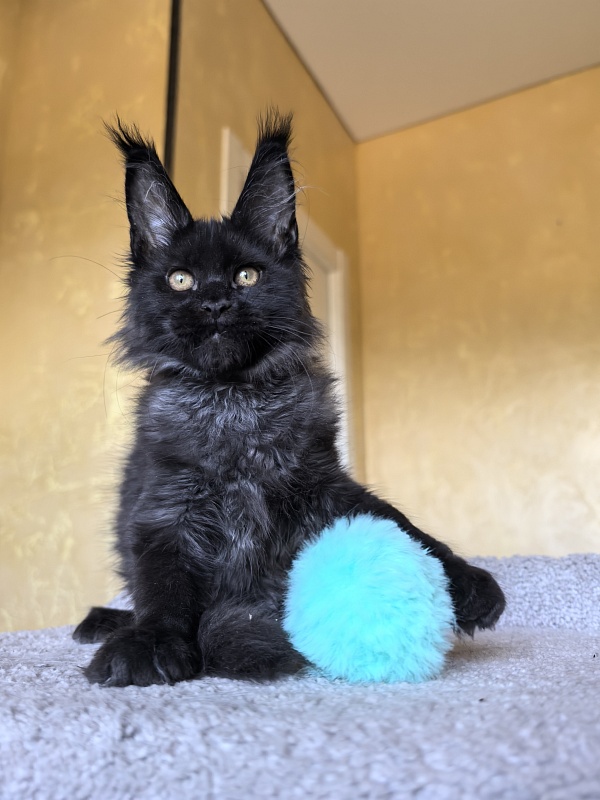 Kriss Me Akbars - Kitten maine-coon 3 months