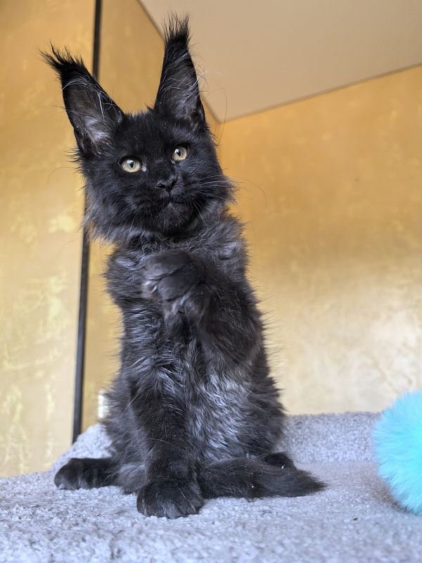 Kriss Me Akbars - Kitten maine-coon 3 months