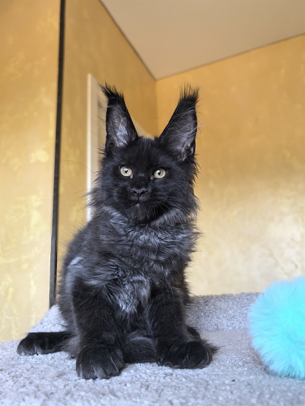 Kriss Me Akbars - Kitten maine-coon 3 months