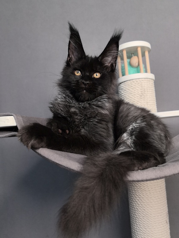 Kriss Me Akbars - Kitten maine-coon 3 months 0.5 weeks