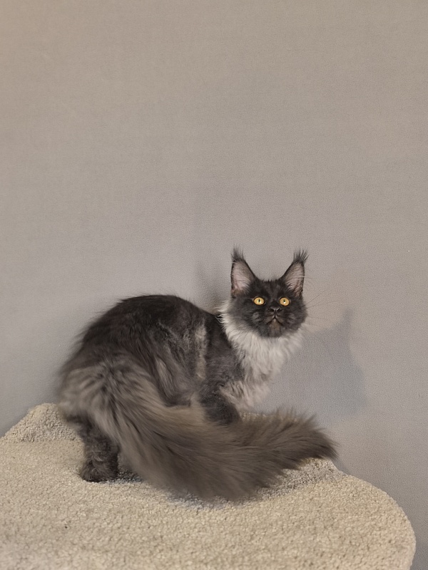 Kyla Akbars - Kitten maine-coon 3 months 3.5 weeks