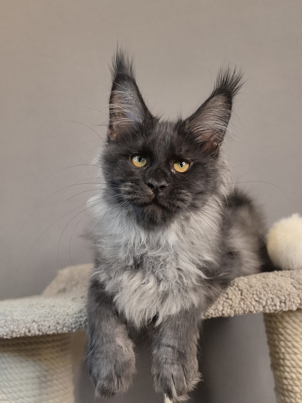 Kyla Akbars - Kitten maine-coon 3 months 3.5 weeks