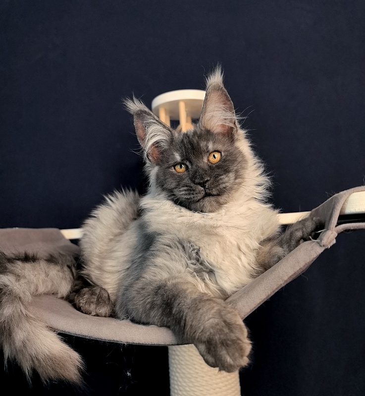 Jaguar Boy Akbars - Kitten maine-coon 3 months 1.5 week