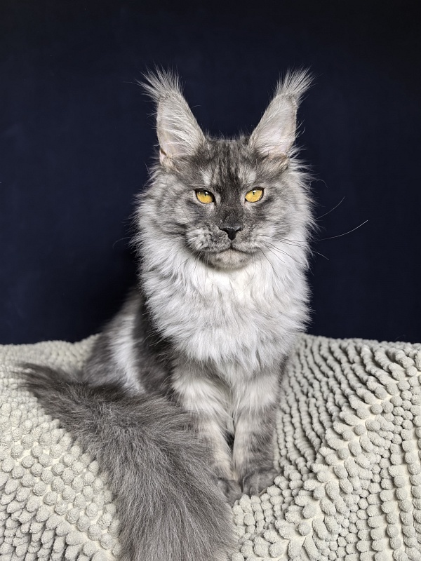 Jessi Kitty Akbars - Kitten maine-coon 5 months 1.5 week