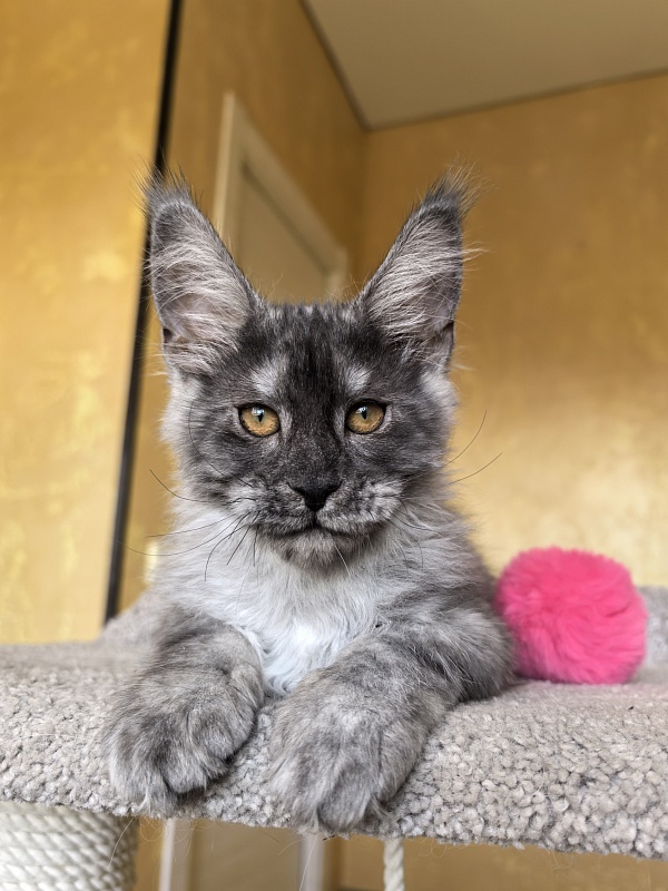 Jessi Kitty Akbars - Kitten maine-coon 3 months