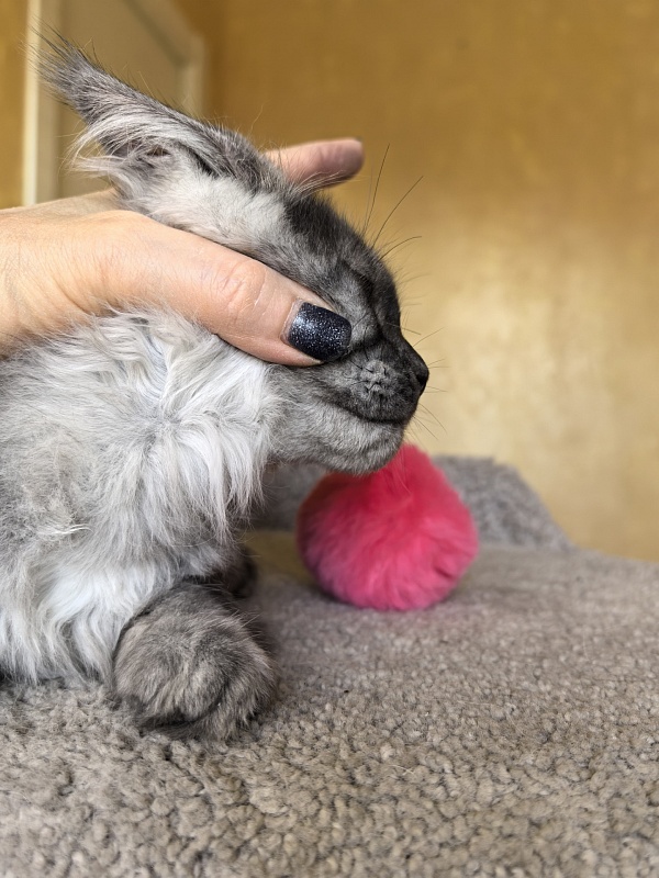 Jessi Kitty Akbars - Kitten maine-coon 3 months