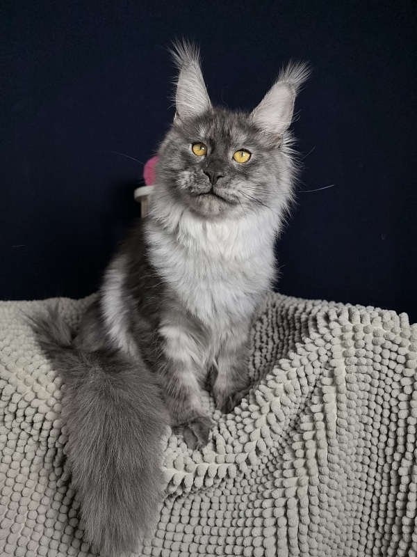 Jessi Kitty Akbars - Kitten maine-coon 5 months 1.5 week