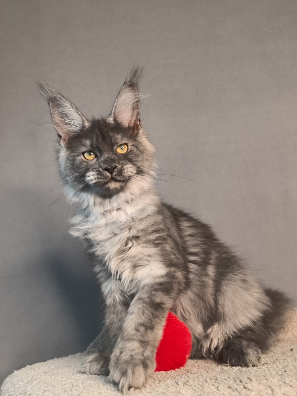 Java Cat Akbars - Kitten maine-coon 3 months 3 weeks