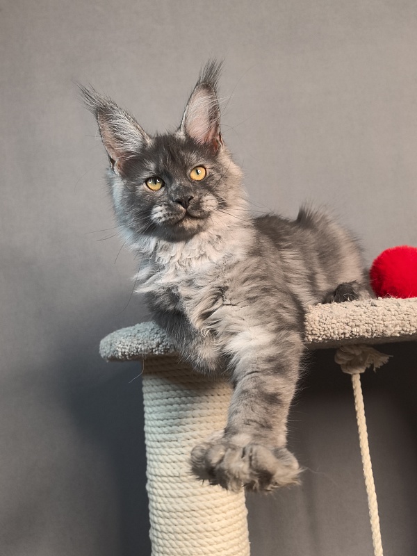 Java Cat Akbars - Kitten maine-coon 3 months 3 weeks