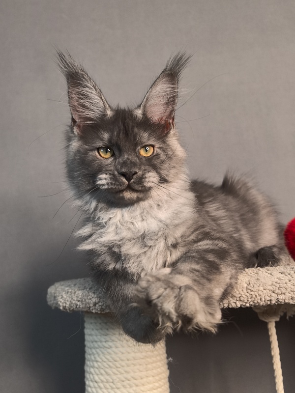 Java Cat Akbars - Kitten maine-coon 3 months 3 weeks